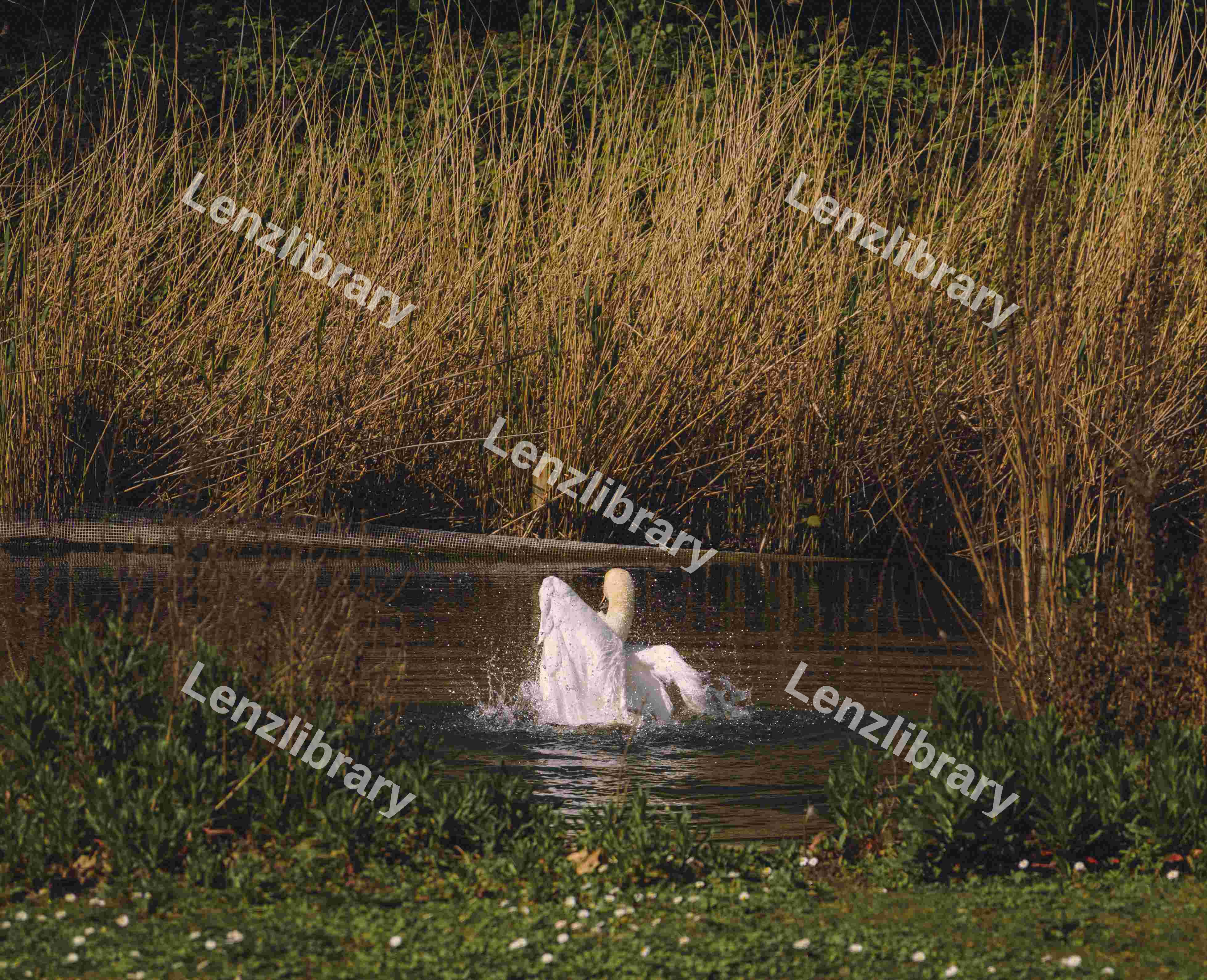 A Swan Display (Variation)